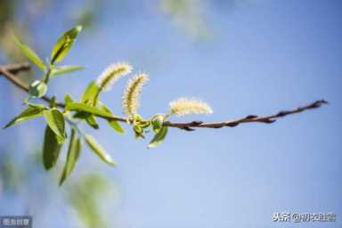 癫狂柳絮随风舞（癫狂柳絮随风舞 轻薄桃花逐水流修辞）插图2