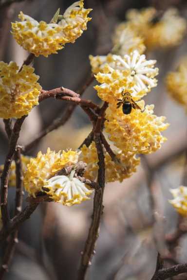 代表爱情的花（代表爱情的花除了玫瑰还有什么）