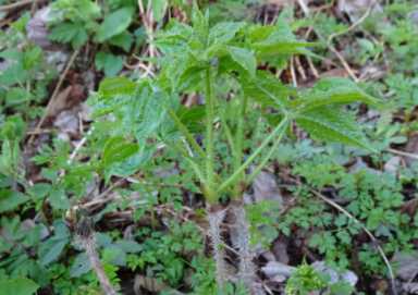 东北山野菜（东北山野菜山芹怎么做好吃）