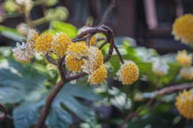 代表爱情的花（代表爱情的花除了玫瑰还有什么）