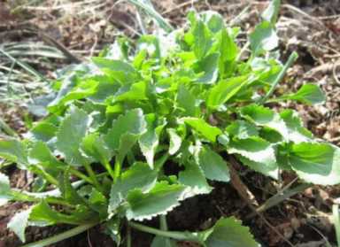 东北山野菜（东北山野菜山芹怎么做好吃）