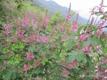 多花木兰（多花木兰是什么植物）