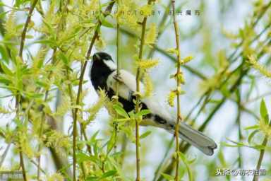 癫狂柳絮随风舞（癫狂柳絮随风舞 轻薄桃花逐水流修辞）插图