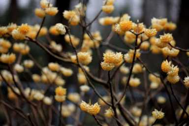 代表爱情的花（代表爱情的花除了玫瑰还有什么）