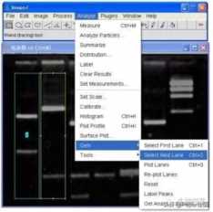 花10分钟学一项技能 ImageJ 图像分析