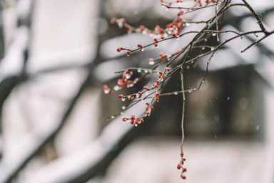 你那边下雪了吗？｜十首雪景诗，好美