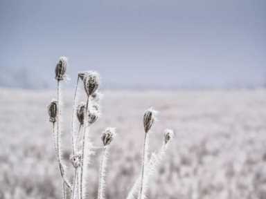 你那边下雪了吗？｜十首雪景诗，好美