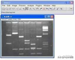 花10分钟学一项技能 ImageJ 图像分析