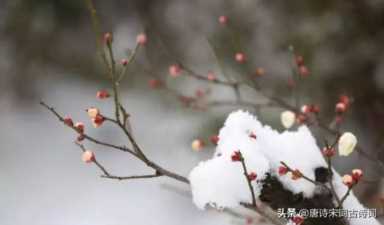 雨和雪的相遇，惊艳了整个冬季，你那里下雪了吗？