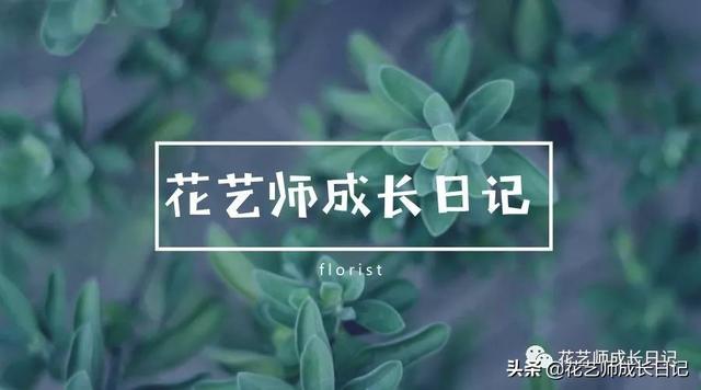 6朵玫瑰代表什么（66朵玫瑰的意思）"