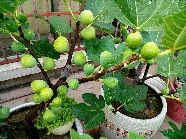 一本万利植物（一本万利植物象征什么）