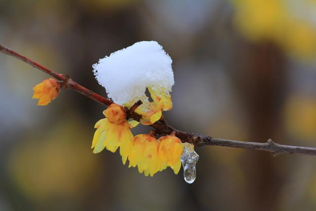 一枝春雪冻梅花（一枝春雪冻梅花打一花卉树木）