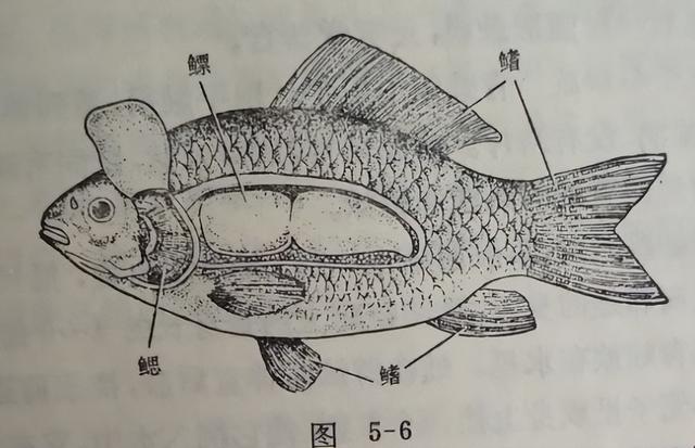 鱼有没有心脏（鱼有没有心脏和肝脏）