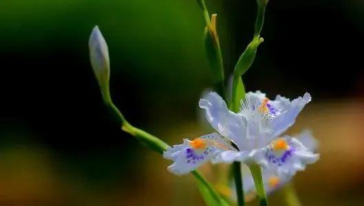 鸢尾花物语（鸢尾花唯美花语）