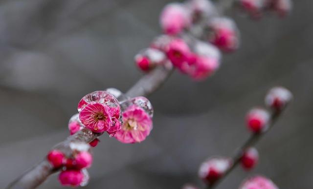 一枝春雪冻梅花（一枝春雪冻梅花打一花卉树木）