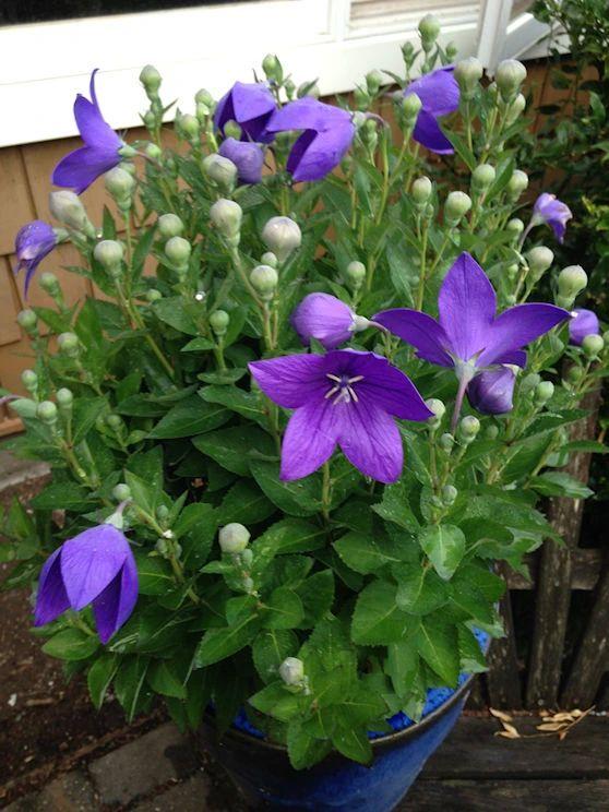 北方宿根花卉（北方宿根花卉种子）