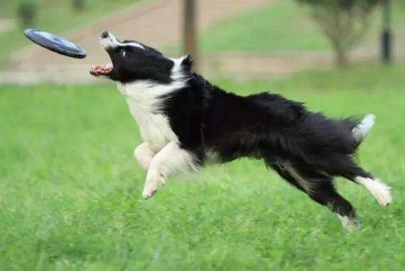 边境牧羊犬好养么（边境牧羊犬好养么知乎）