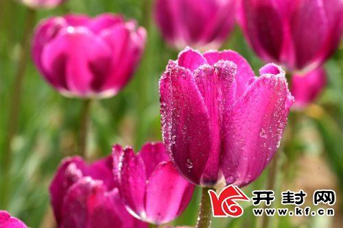 东兰梨花（东栏梨花 阅读答案）