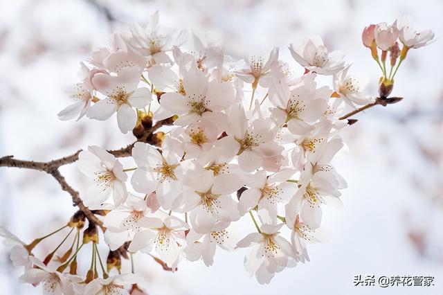 阴阳师樱花树红色（阴阳师樱花树红色哪里多）