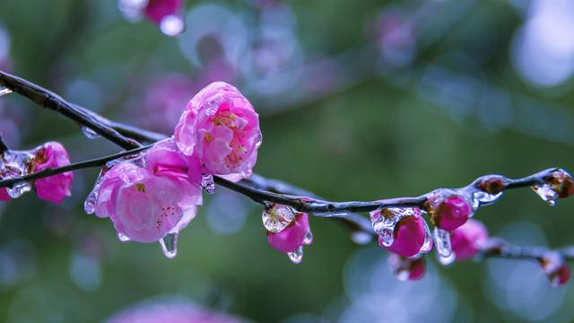 一枝春雪冻梅花（一枝春雪冻梅花打一花卉树木）