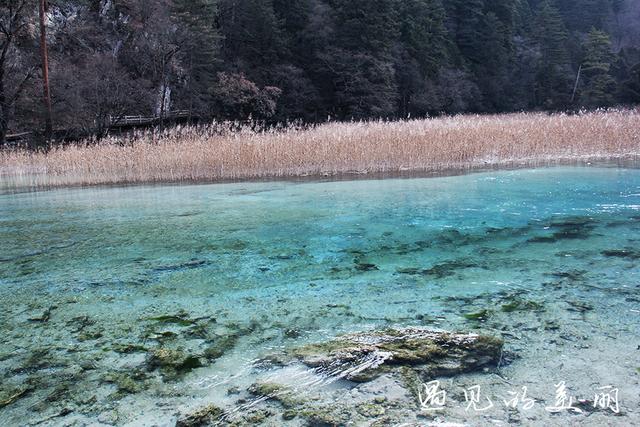 九寨沟珍珠滩瀑布（九寨沟珍珠滩瀑布讲解导游词）