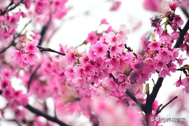 阴阳师樱花树红色（阴阳师樱花树红色哪里多）