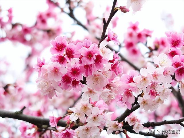 阴阳师樱花树红色（阴阳师樱花树红色哪里多）