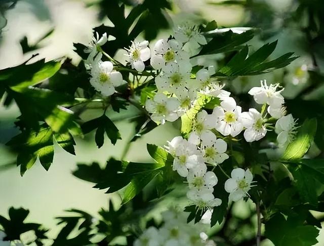 月开什么花（4月开什么花-）"