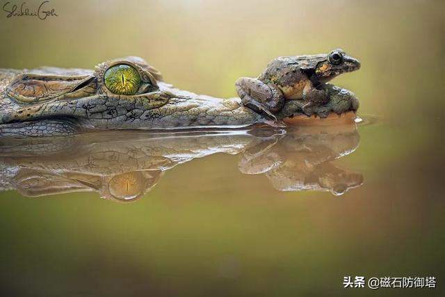 鳄鱼流眼泪（鳄鱼流眼泪是什么意思）