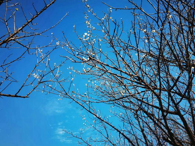 萝岗香雪公园（萝岗香雪公园门票价格-）