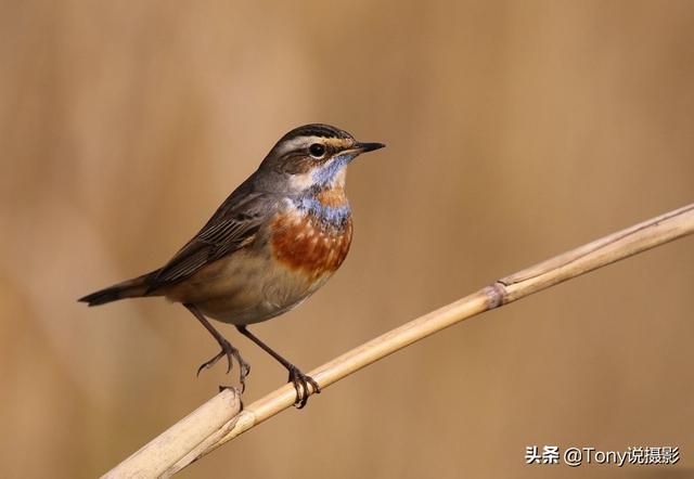 什么是长焦相机（什么长焦相机可以调摄影时的光圈）