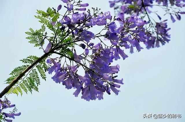 上海松江大学城（上海松江大学城校花）