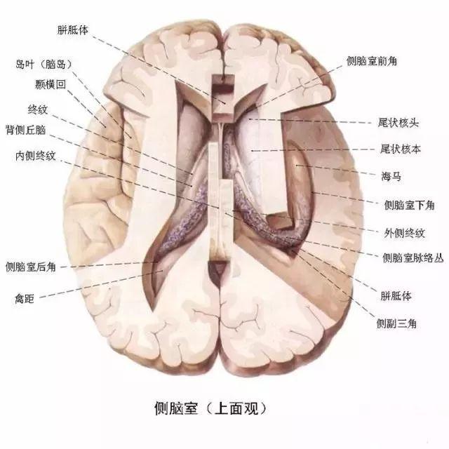 内脏分布图（内脏分布图 女士）