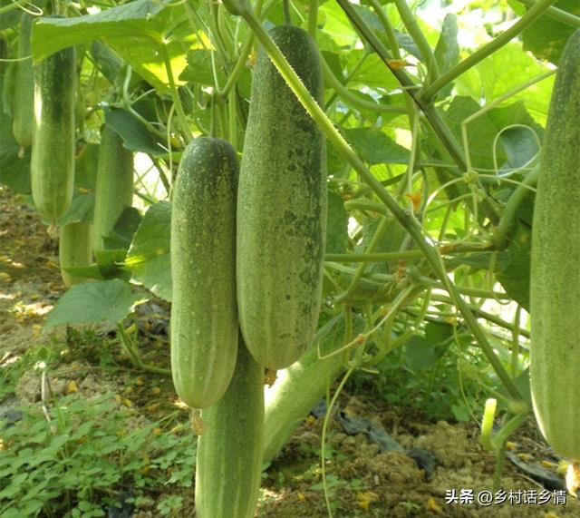 em菌种（em菌种哪个牌子好）