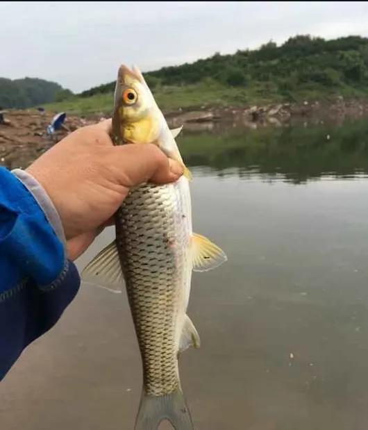 长寿湖农家乐（长寿湖农家乐哪家好,可以钓鱼）