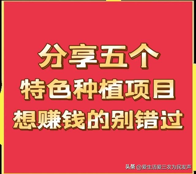 农村致富项目（农业发展有什么好项目可以赚钱）