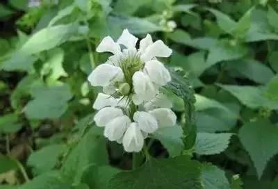 00种花的寓意和花语(栀子花