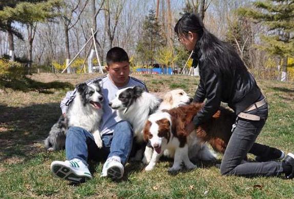 边境牧羊犬好养么（边境牧羊犬好养么知乎）