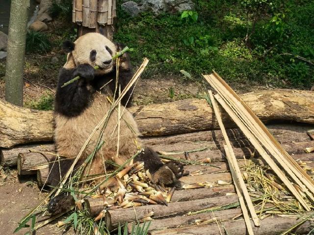 上海动物园好玩吗（上海动物园好玩吗门票多少）