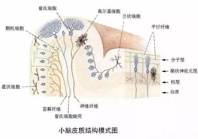 内脏分布图（内脏分布图 女士）