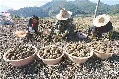 农村致富项目（农业发展有什么好项目可以赚钱）