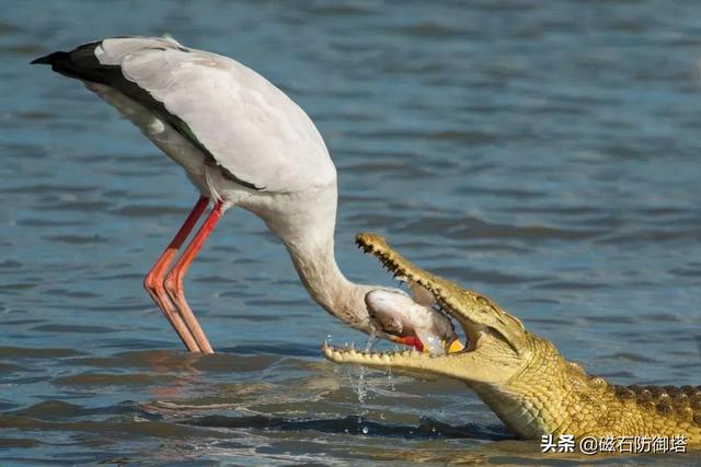 鳄鱼流眼泪（鳄鱼流眼泪是什么意思）