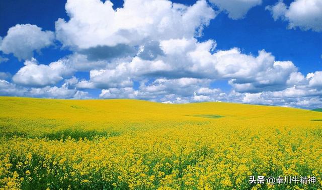 中国最美油菜花海（中国最美油菜花海节）