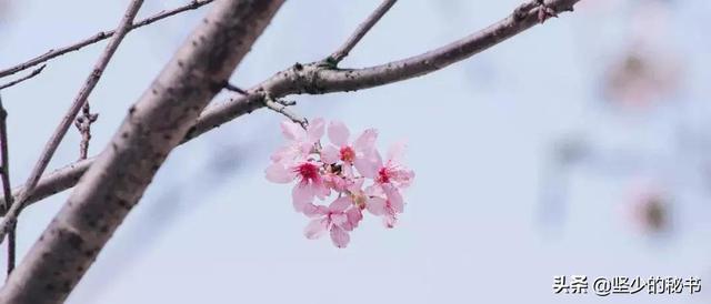 上海松江大学城（上海松江大学城校花）