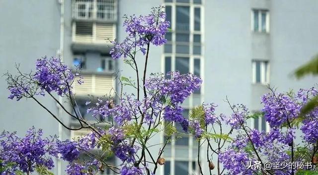 上海松江大学城（上海松江大学城校花）