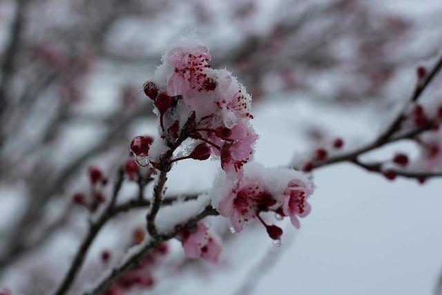 一枝春雪冻梅花（一枝春雪冻梅花打一花卉树木）