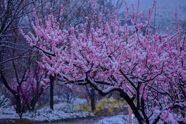 一枝春雪冻梅花（一枝春雪冻梅花打一花卉树木）