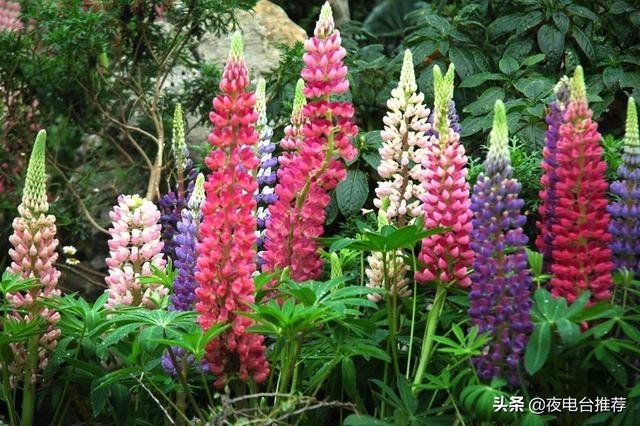 鲁冰花原唱（鲁冰花原唱曾淑勤）