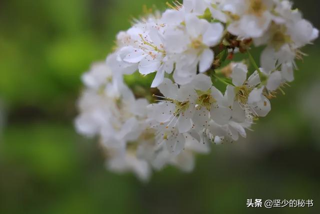 上海松江大学城（上海松江大学城校花）