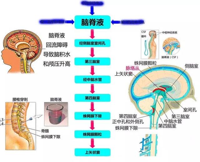 内脏分布图（内脏分布图 女士）